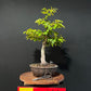 European Hornbeam Bonsai