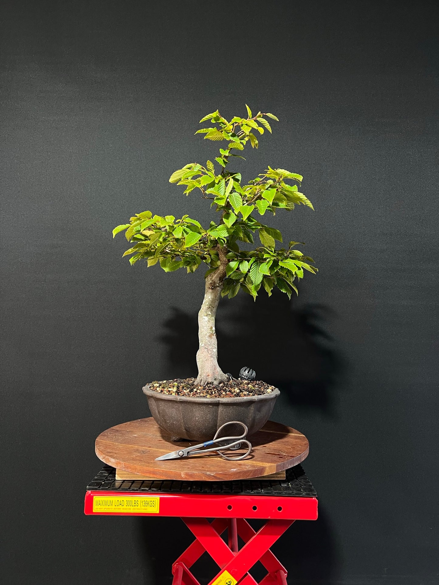 European Hornbeam Bonsai