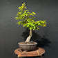 European Hornbeam Bonsai