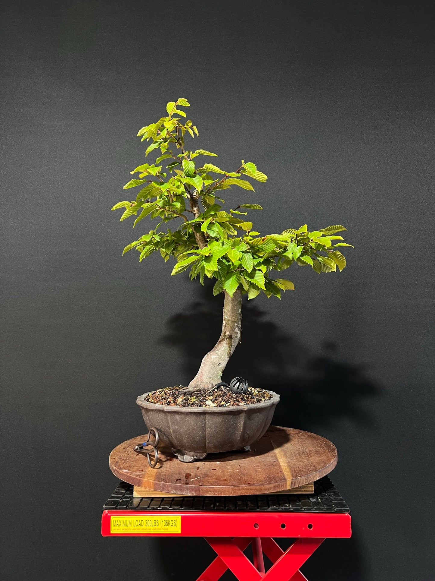 European Hornbeam Bonsai