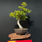 European Hornbeam Bonsai