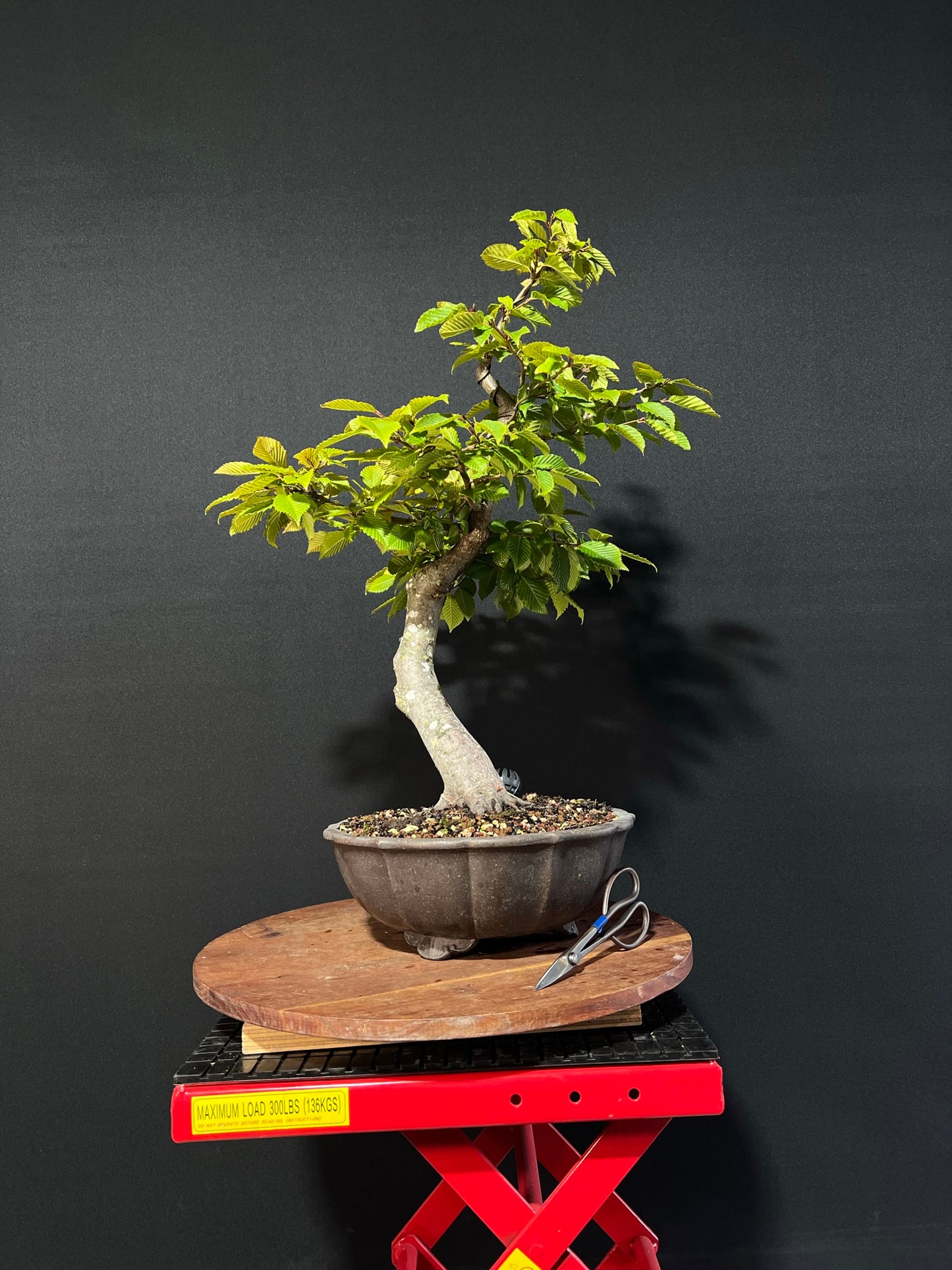 European Hornbeam Bonsai