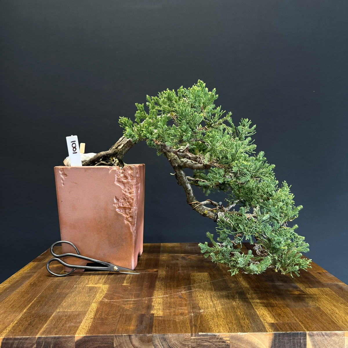Japanese Juniper Bonsai
