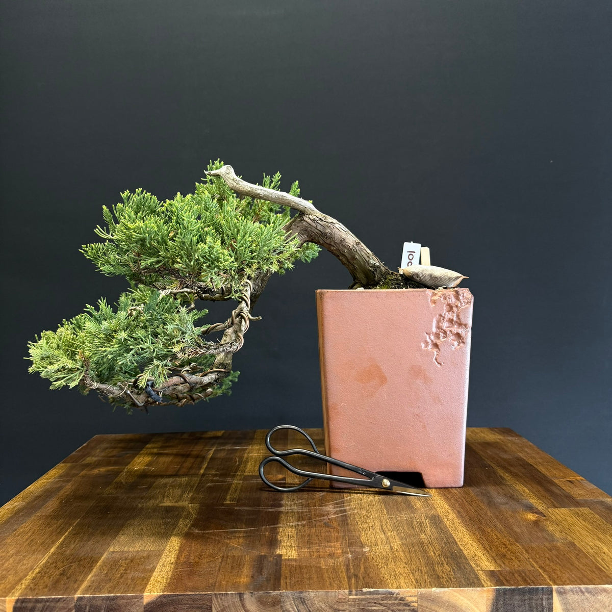 Japanese Juniper Bonsai
