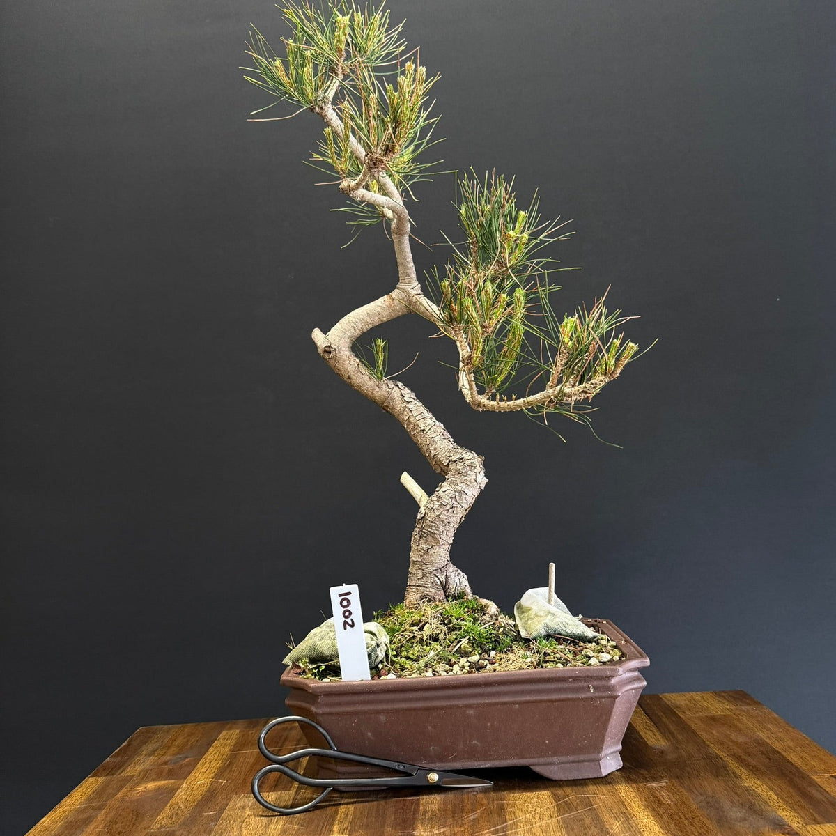 Chinese Red Pine Bonsai