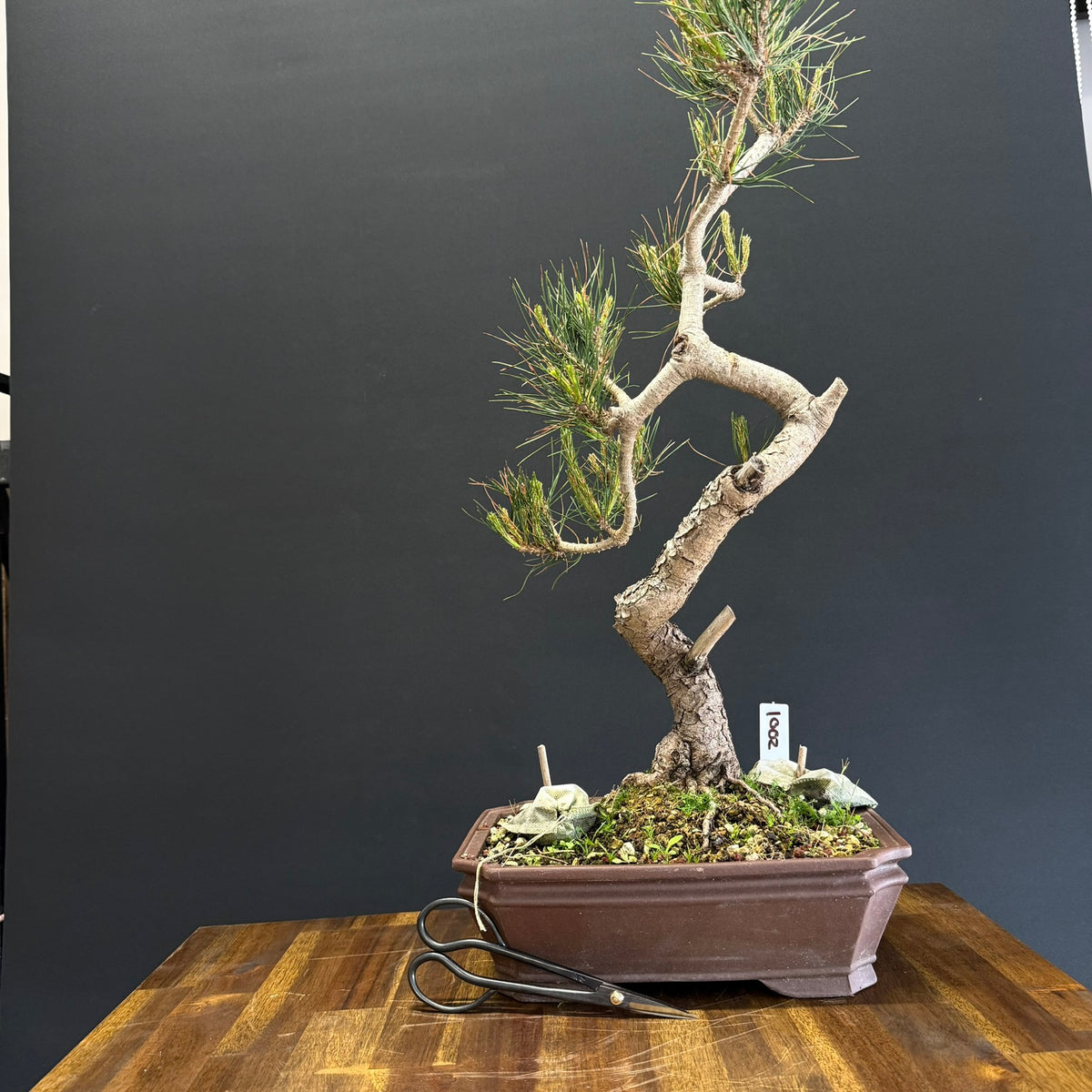 Chinese Red Pine Bonsai