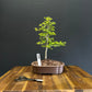 Chinese Elm Bonsai