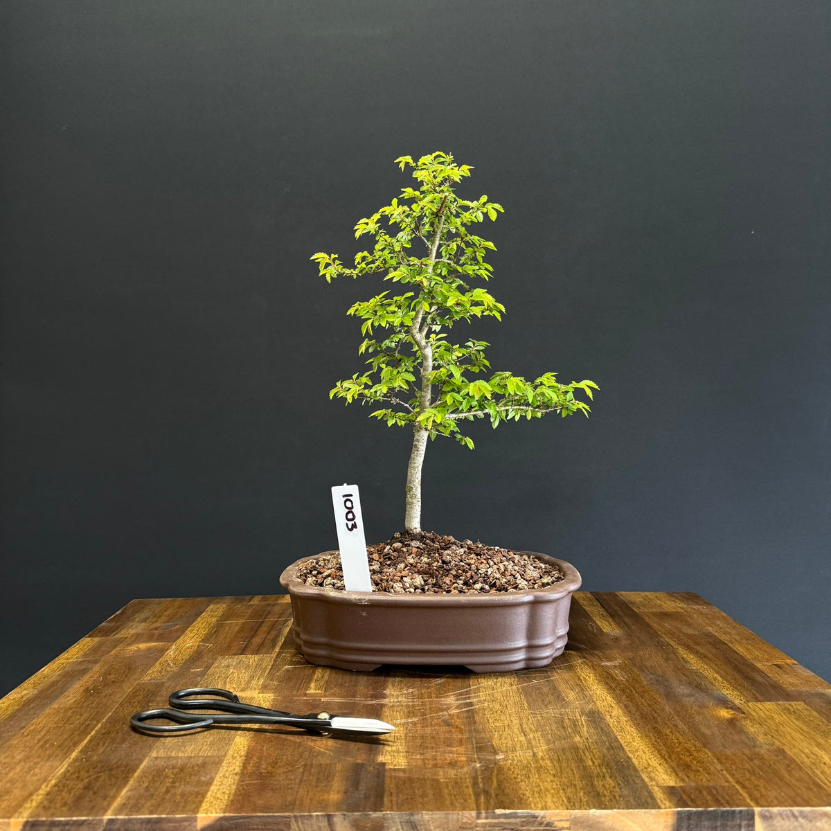 Chinese Elm Bonsai