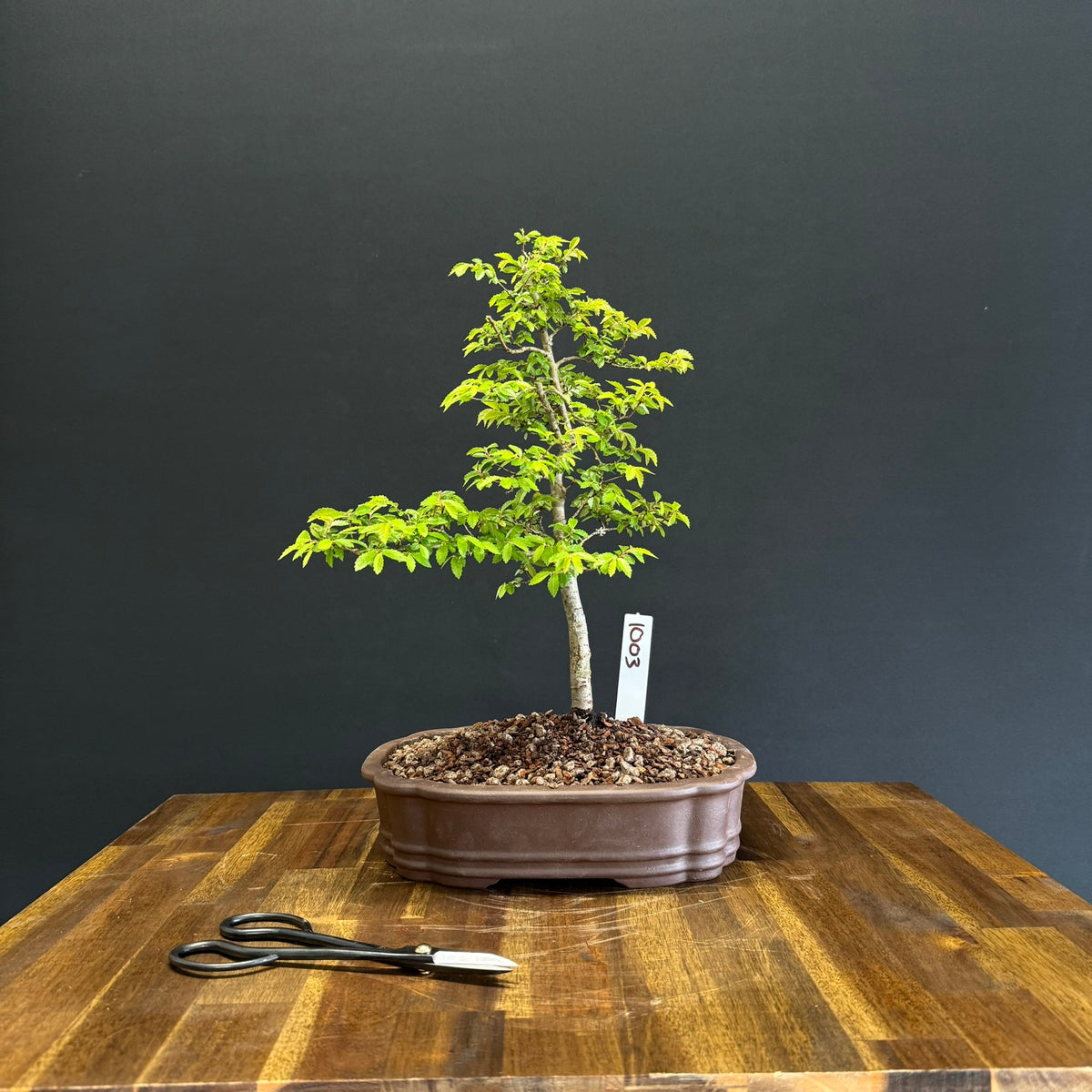 Chinese Elm Bonsai
