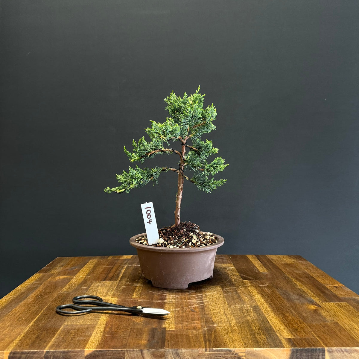 Juniper media blaauw Bonsai