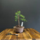 Juniper media blaauw Bonsai