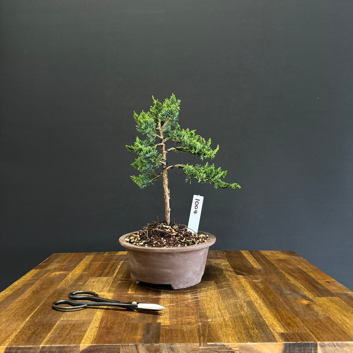Juniper media blaauw Bonsai