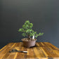 Juniper media blaauw Bonsai