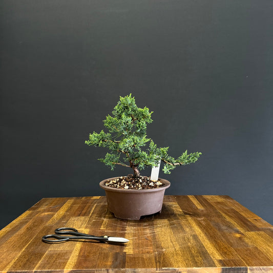 Juniper media blaauw Bonsai