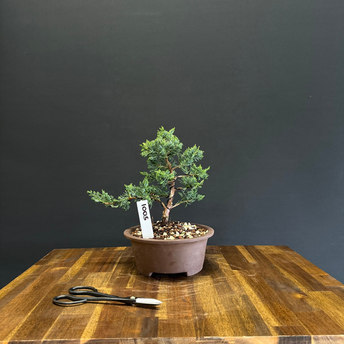 Juniper media blaauw Bonsai