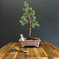 Juniper robusta green