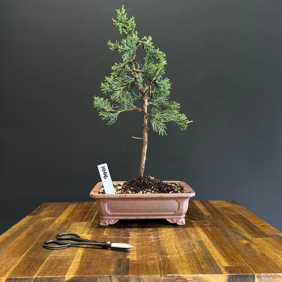 Juniper robusta green