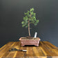 Juniper robusta green