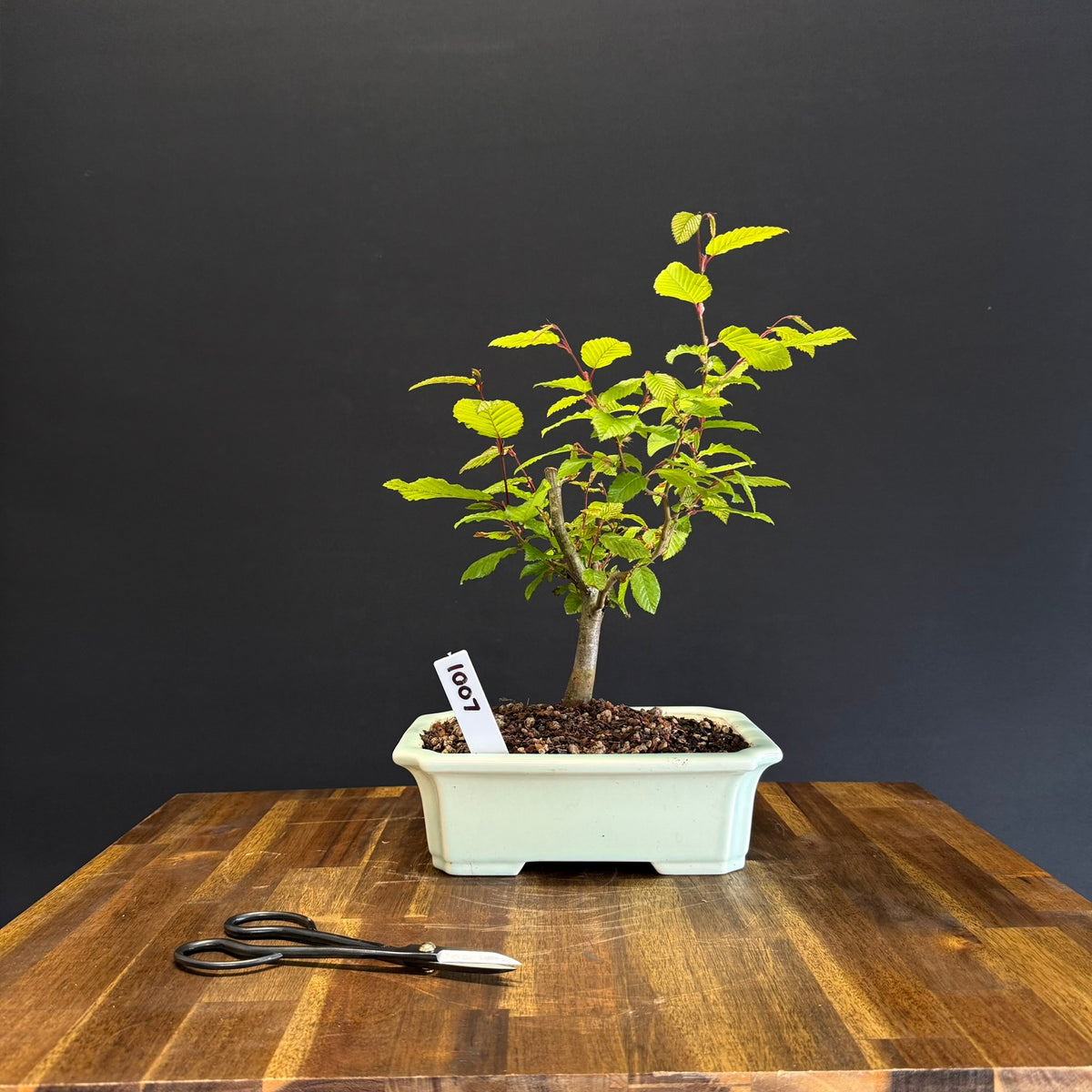 European Hornbeam Bonsai