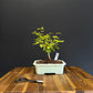 European Hornbeam Bonsai