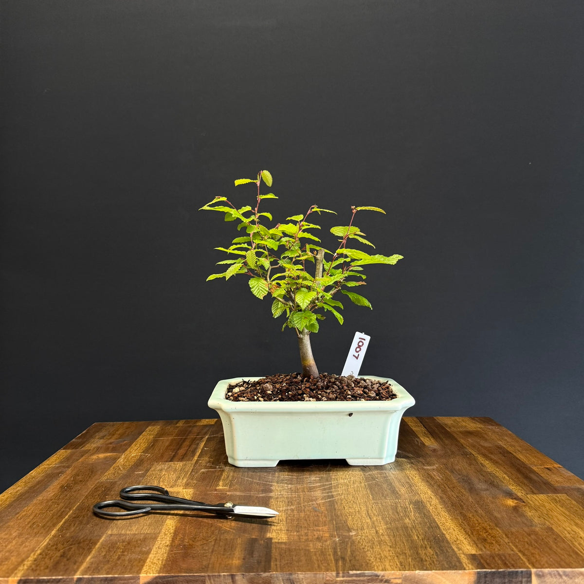 European Hornbeam Bonsai