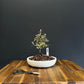 Corokia Bonsai