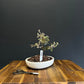 Corokia Bonsai