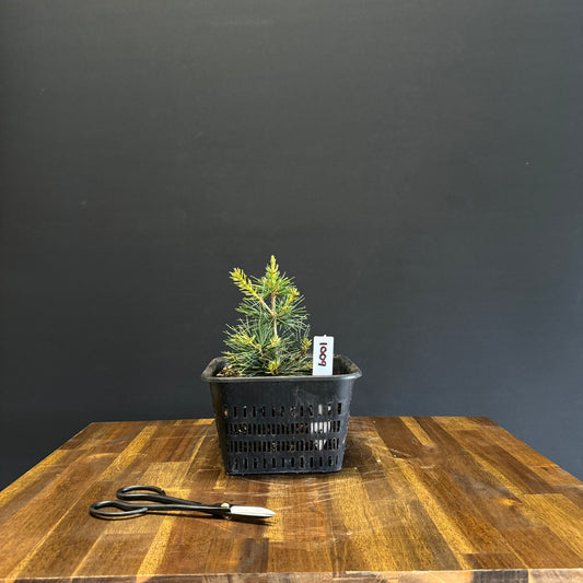 Japanese White Pine Bonsai