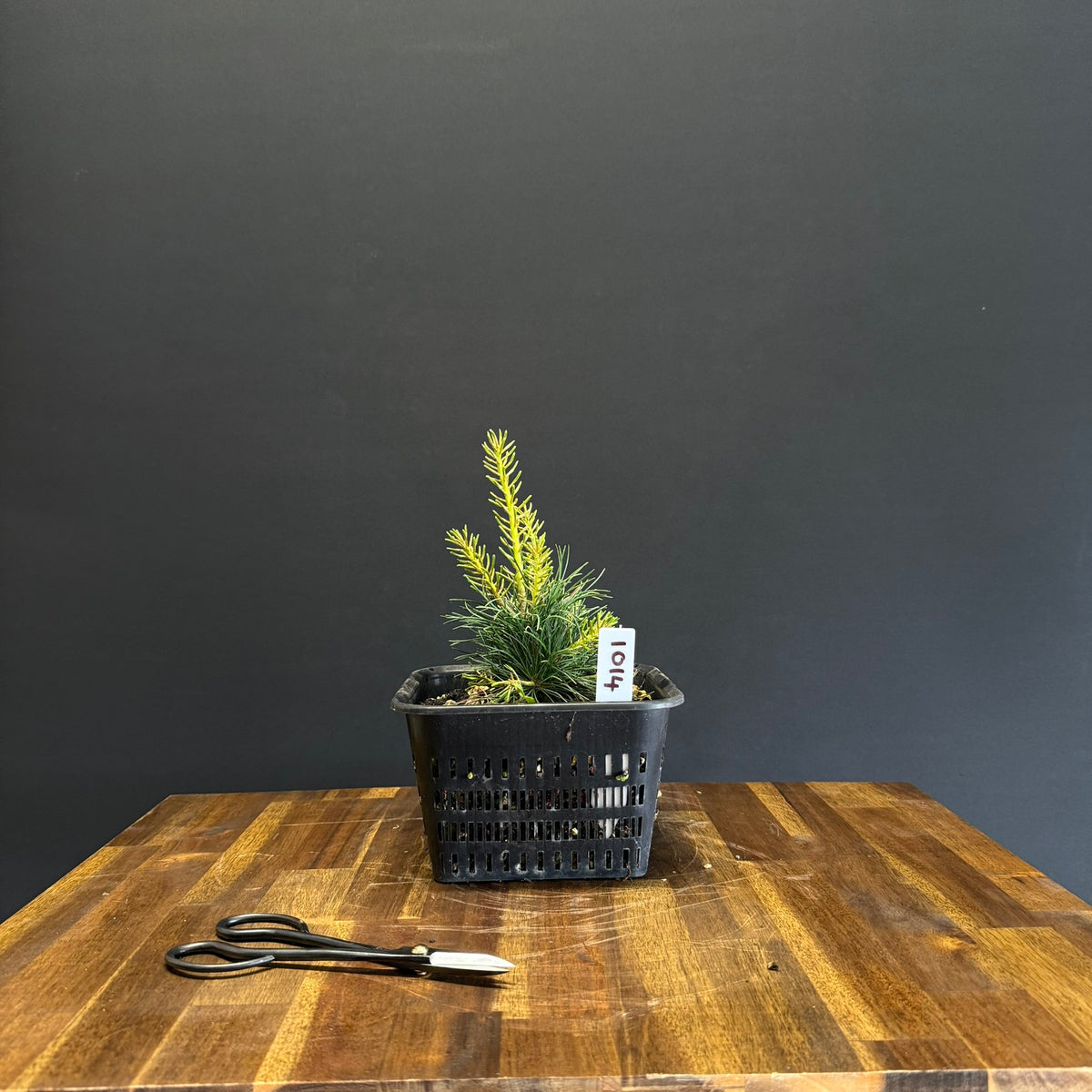 Japanese White Pine Bonsai
