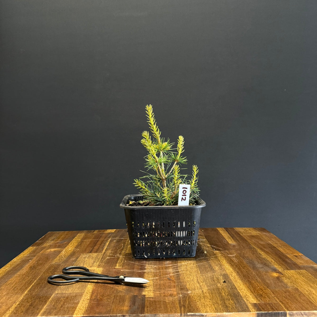 Japanese White Pine Bonsai
