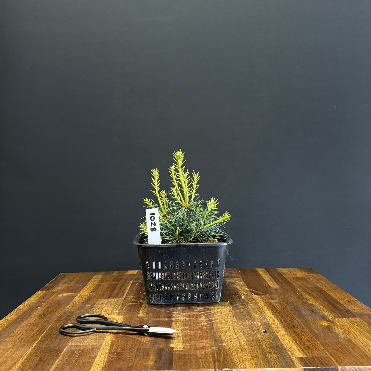 Japanese White Pine Bonsai