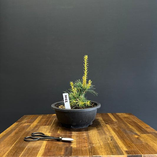 Japanese White Pine Bonsai