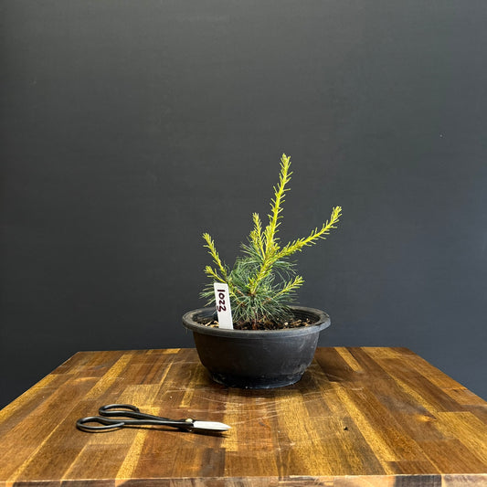 Japanese White Pine Bonsai