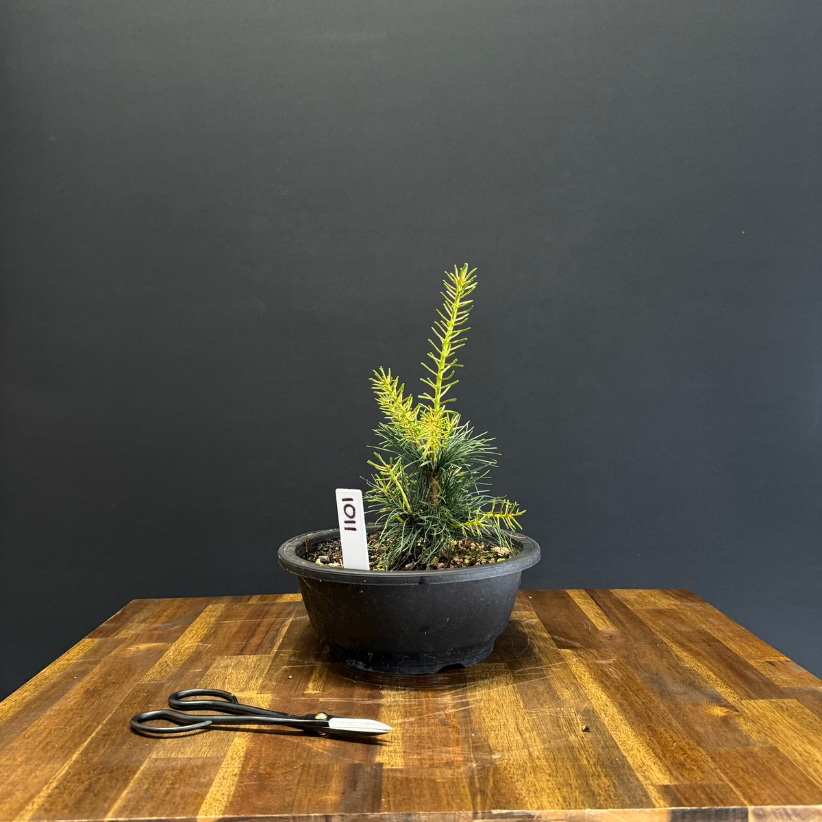 Japanese White Pine Bonsai