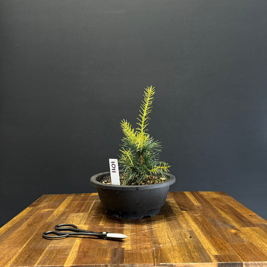 Japanese White Pine Bonsai