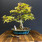 Japanese Maple Bonsai