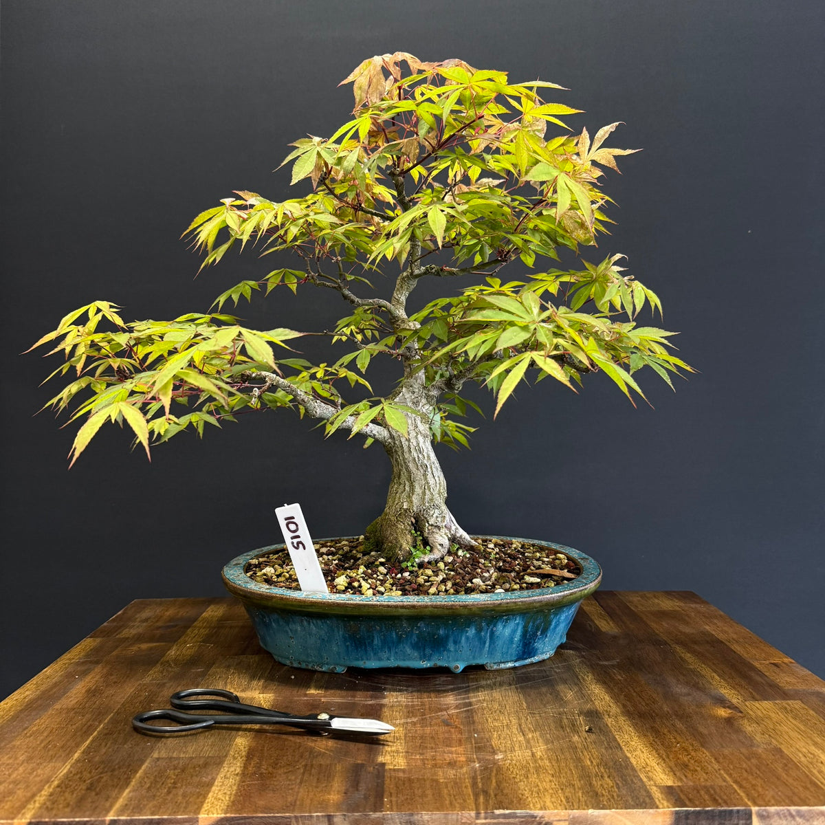 Japanese Maple Bonsai