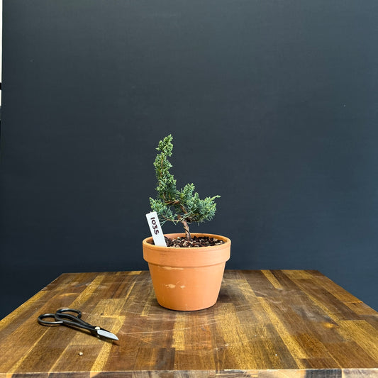 Juniper media blaauw Bonsai