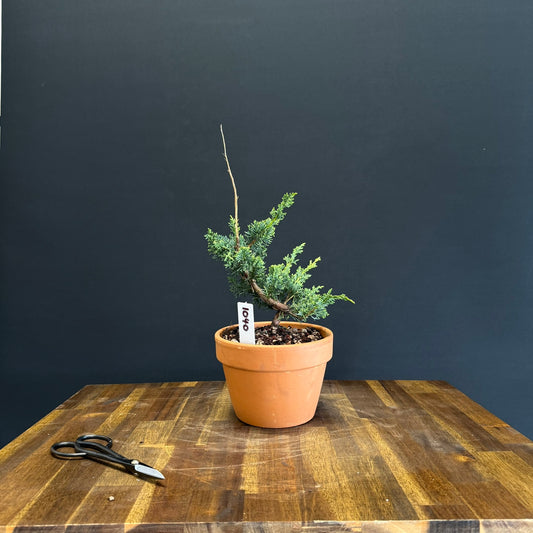 Juniper media blaauw Bonsai
