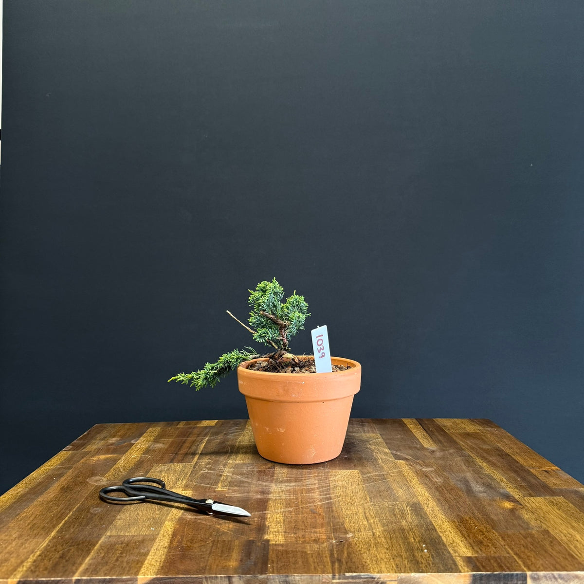 Juniper media blaauw Bonsai