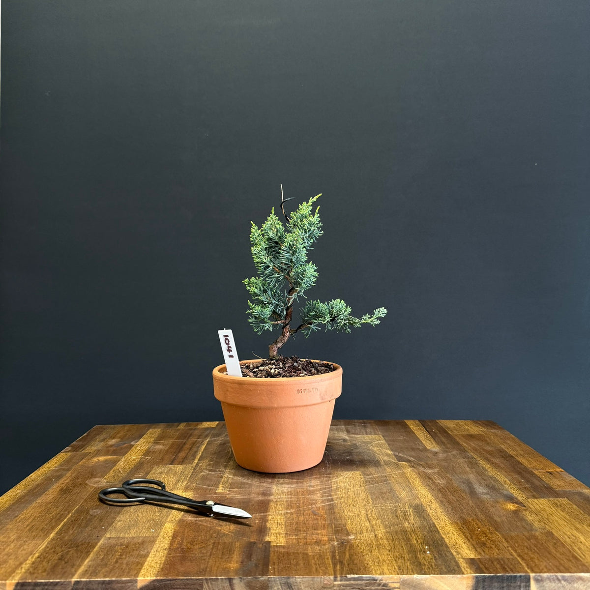 Juniper media blaauw Bonsai
