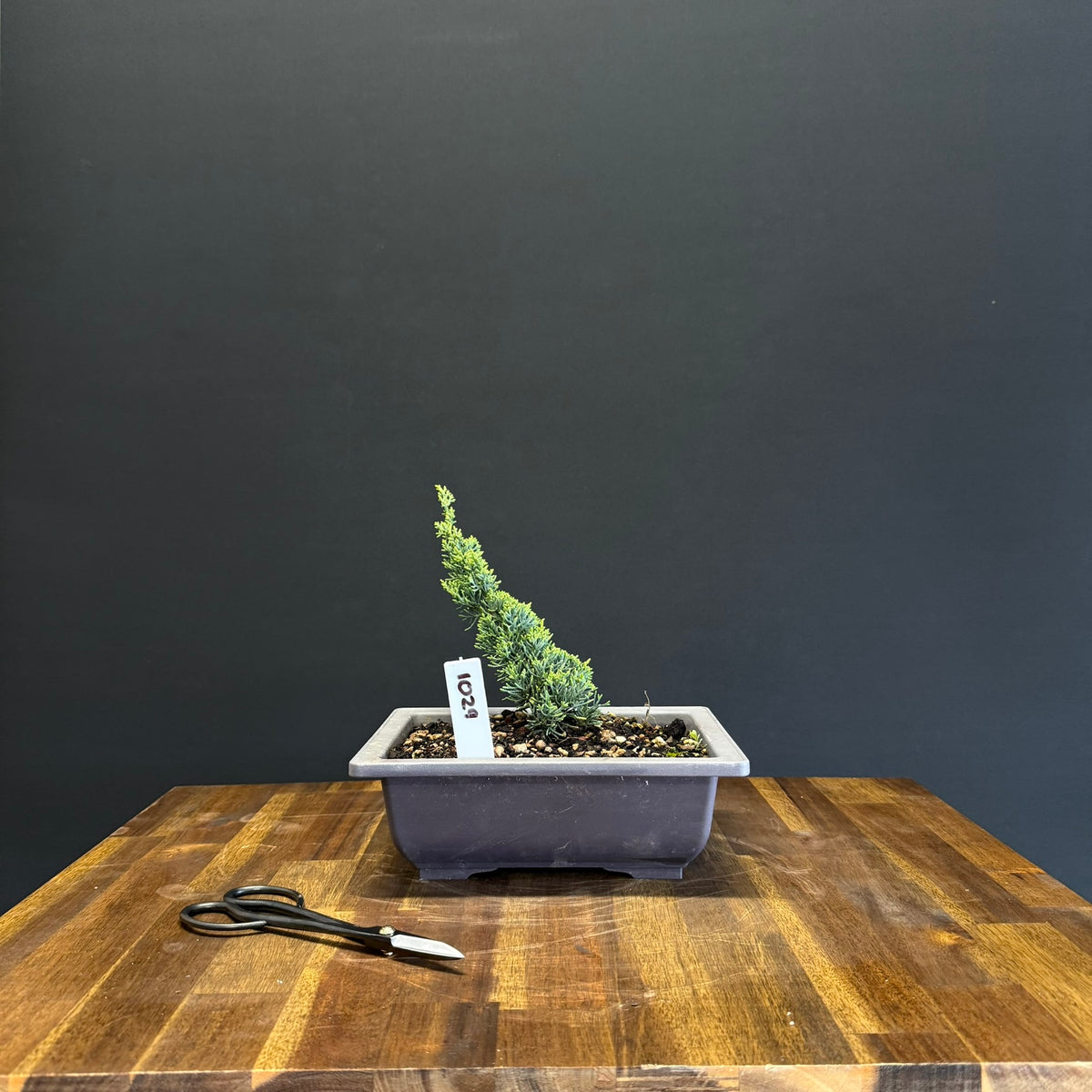Juniper media blaauw Bonsai