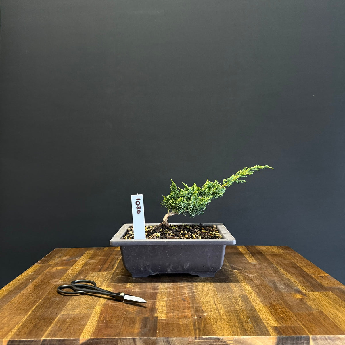 Juniper media blaauw Bonsai