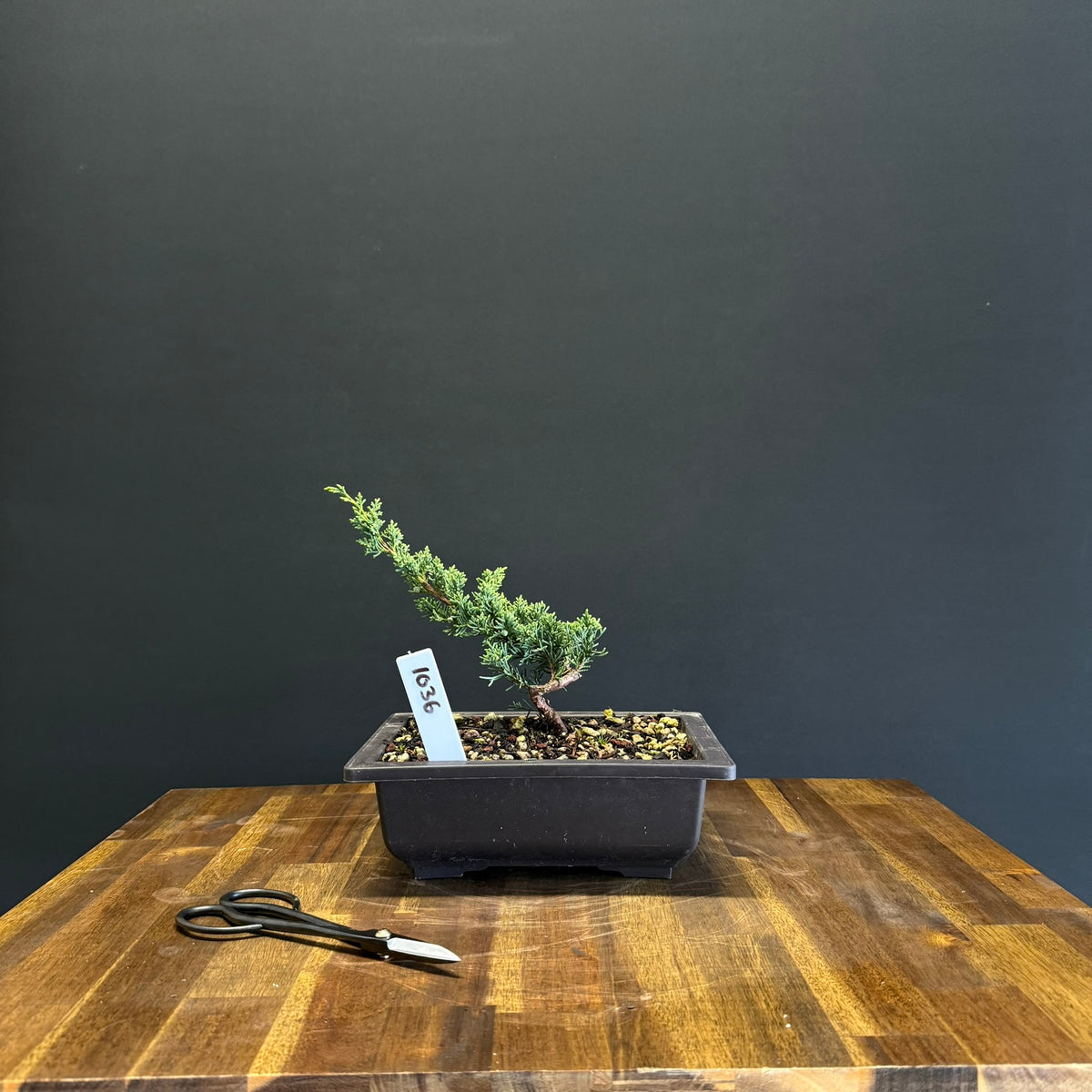 Juniper media blaauw Bonsai