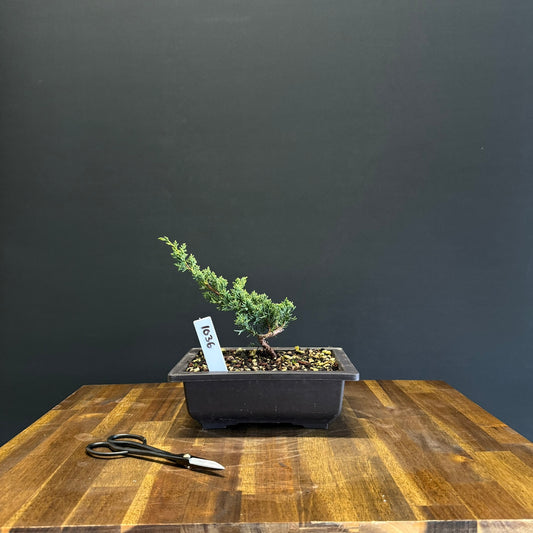 Juniper media blaauw Bonsai