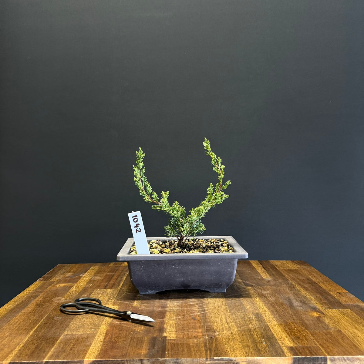 Juniper media blaauw Bonsai
