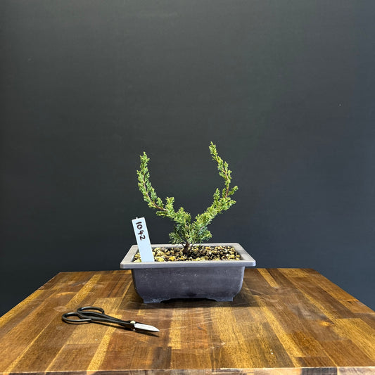 Juniper media blaauw Bonsai