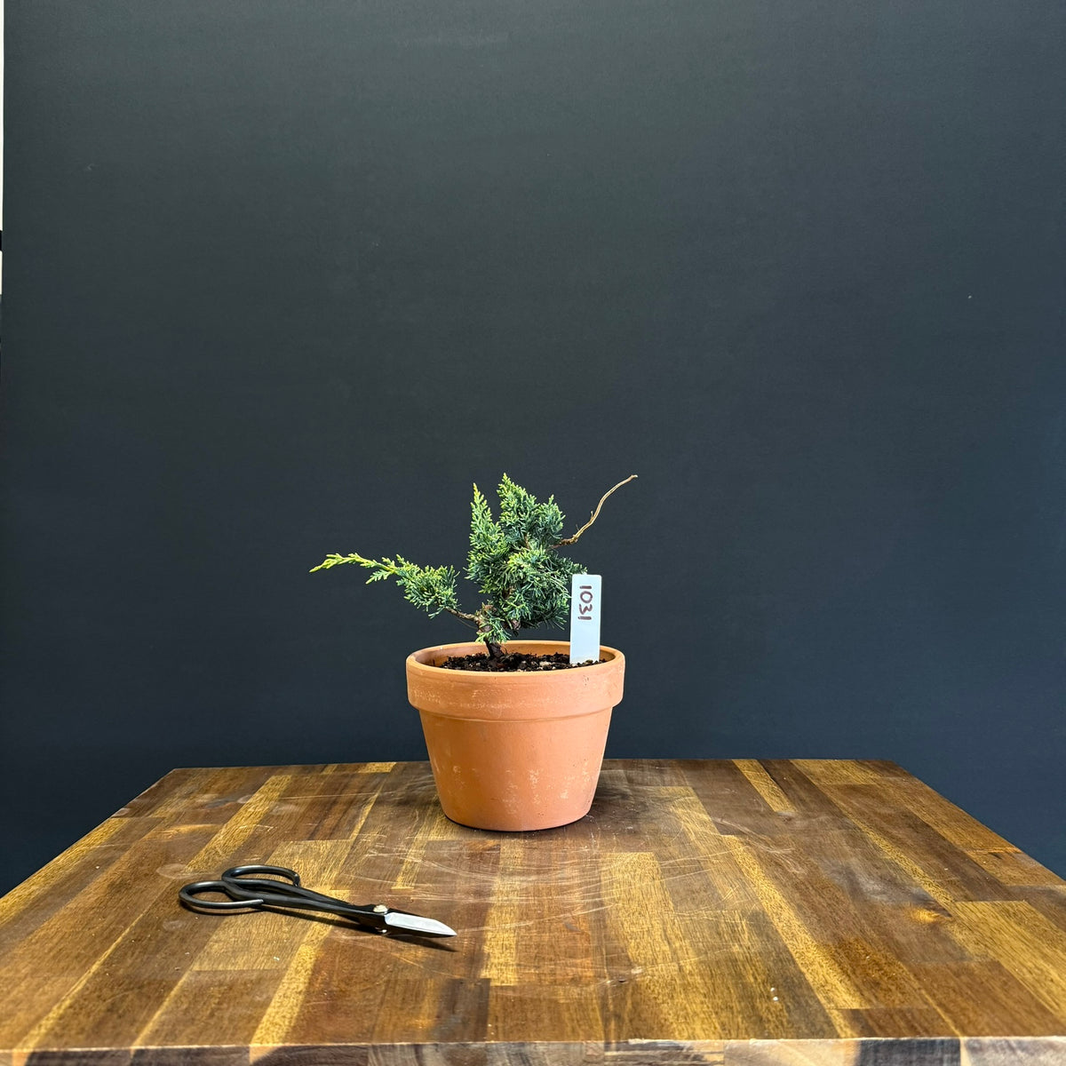 Juniper media blaauw Bonsai