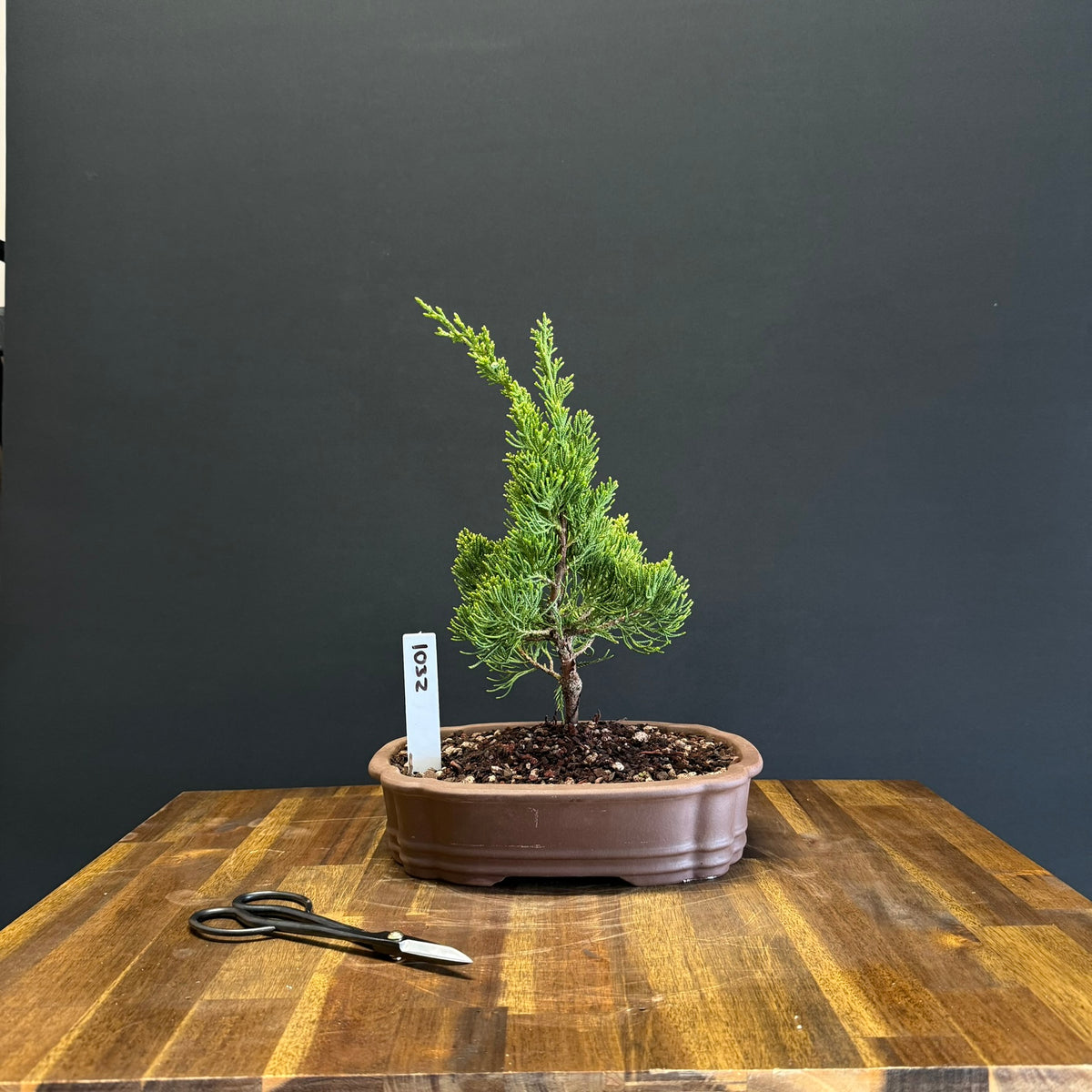 Juniper Kaizuka Bonsai