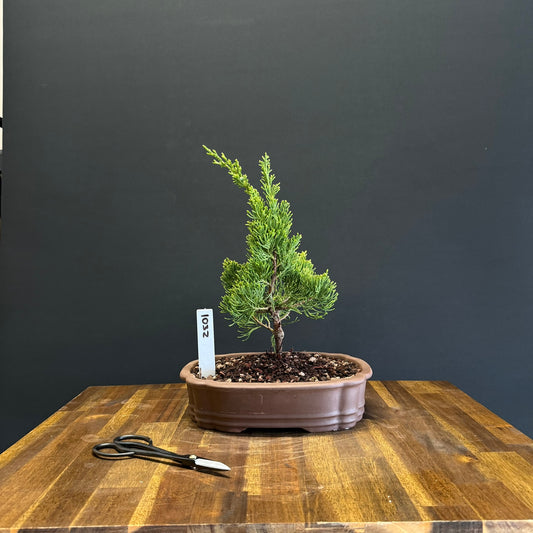 Juniper Kaizuka Bonsai